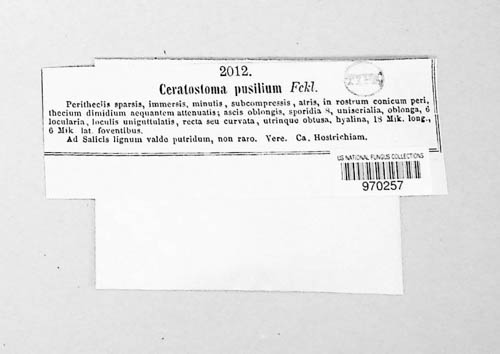 Ceratosphaeria pusilla image